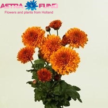 Chrysanthemum Indicum Grp tros buiten 'Wendy' фото