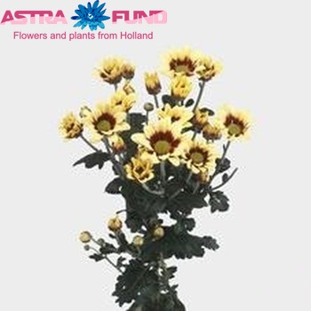 Chrysanthemum Indicum Grp tros kas 'Ace' фото