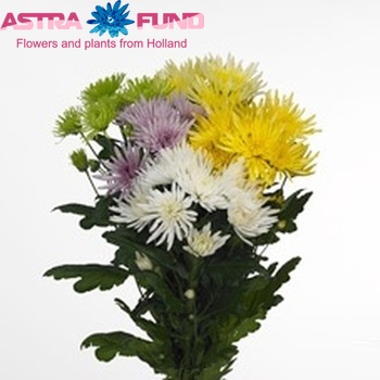 Chrysanthemum Indicum Grp tros Anastasia Melange gemengd фото