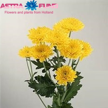 Chrysanthemum Indicum Grp tros 'Art' фото