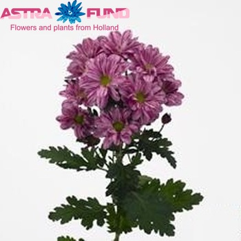 Chrysanthemum Indicum Grp tros Artist Dark Improved Foto
