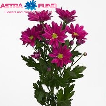 Chrysanthemum Indicum Grp tros 'Asenka Splendid' фото