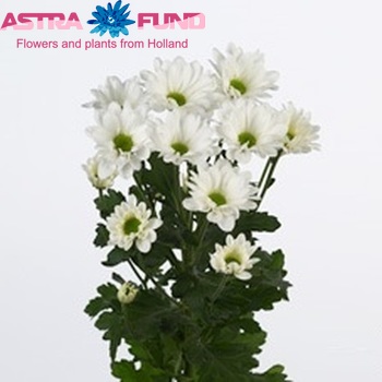 Chrysanthemum Indicum Grp tros 'Astec' Foto