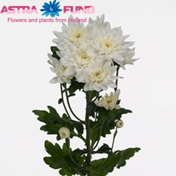 Chrysanthemum Indicum Grp tros 'Calabria' foto