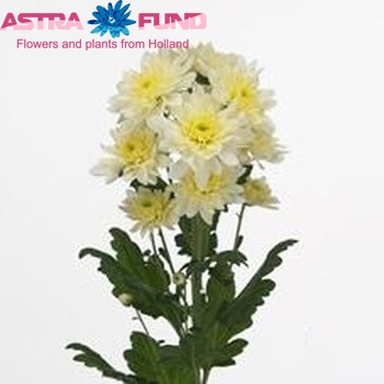 Chrysanthemum Indicum Grp tros 'Calabria Cream' Foto