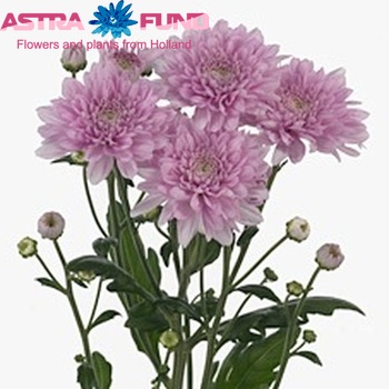 Chrysanthemum Indicum Grp tros 'Calabria Pink Dark' photo