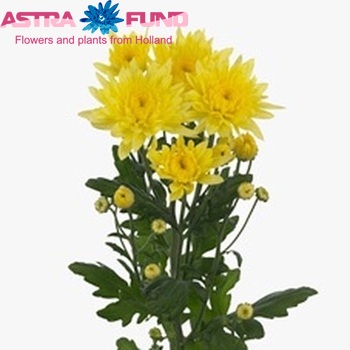 Chrysanthemum Indicum Grp tros 'Calabria Yellow' zdjęcie