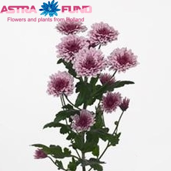 Chrysanthemum Indicum Grp tros Cefalu фото