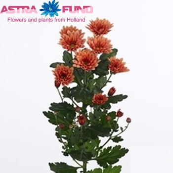 Chrysanthemum Indicum Grp tros Dublin Dark Orange zdjęcie