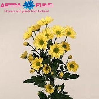 Chrysanthemum Indicum Grp tros Delilah Yellow zdjęcie