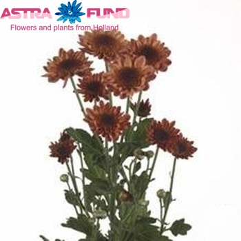 Chrysanthemum Indicum Grp tros 'Enjoy' photo