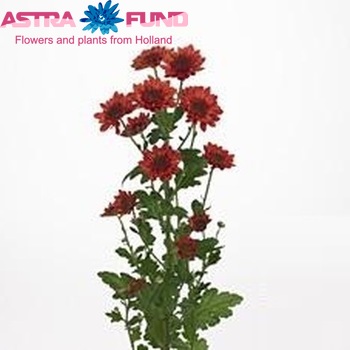 Chrysanthemum Indicum Grp tros 'Enjoy Red' zdjęcie