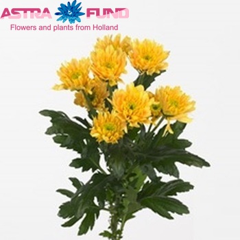 Chrysanthemum Indicum Grp tros Euro Bronze photo