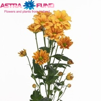 Chrysanthemum Indicum Grp tros Fabio foto