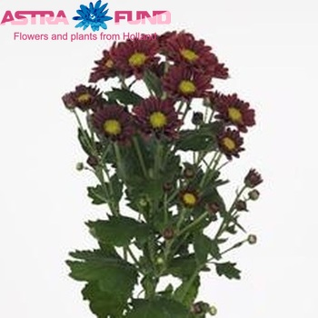 Chrysanthemum Indicum Grp tros Favarger фото