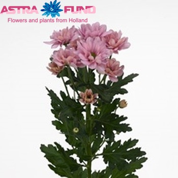 Chrysanthemum Indicum Grp tros Finn Foto