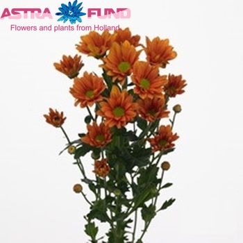 Chrysanthemum Indicum Grp tros Fixxion Dark photo