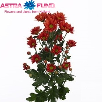 Хризантема индийская кустовая Fixxion Red фото