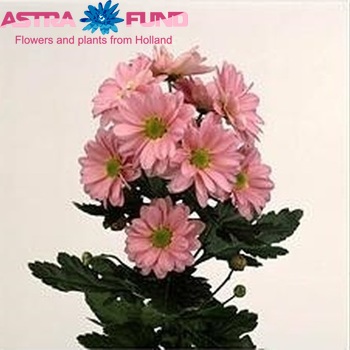 Chrysanthemum Indicum Grp tros 'Granada Pink' foto