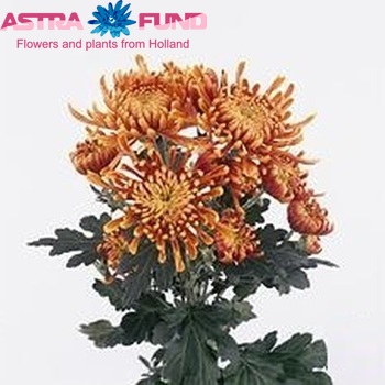 Chrysanthemum Indicum Grp tros 'Lameet' фото