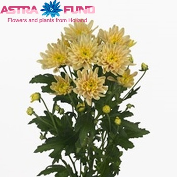 Chrysanthemum Indicum Grp tros Milano Bronze Foto