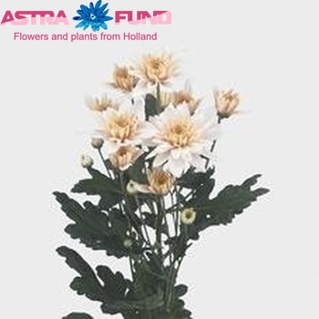 Chrysanthemum Indicum Grp tros Milva Foto