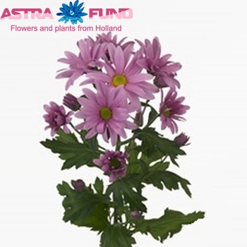 Chrysanthemum Indicum Grp tros Pink Star photo