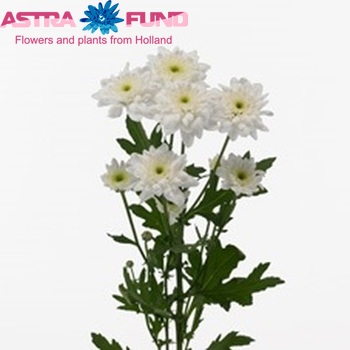 Chrysanthemum Indicum Grp tros Repeat photo