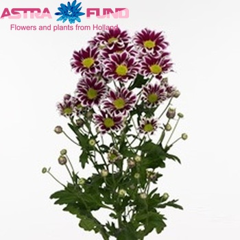 Chrysanthemum Indicum Grp tros Re-Play photo