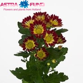 Chrysanthemum Indicum Grp tros Roma Red foto