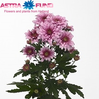 Chrysanthemum Indicum Grp tros 'Safin' zdjęcie