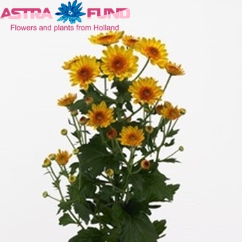 Chrysanthemum Indicum Grp tros 'Samos Yellow' foto