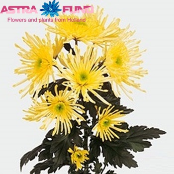 Chrysanthemum Indicum Grp tros Supernova Yellow zdjęcie