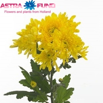Chrysanthemum Indicum Grp tros Tu-Lisanne! zdjęcie