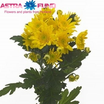 Chrysanthemum Indicum Grp tros Tu-Lisenka! Foto