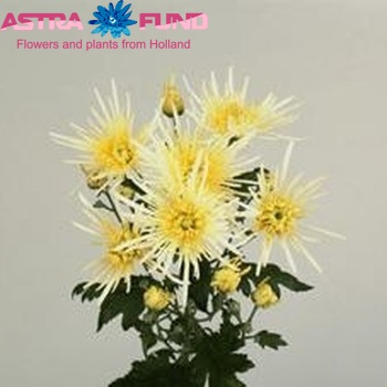 Chrysanthemum Indicum Grp tros 'White Spider' Foto