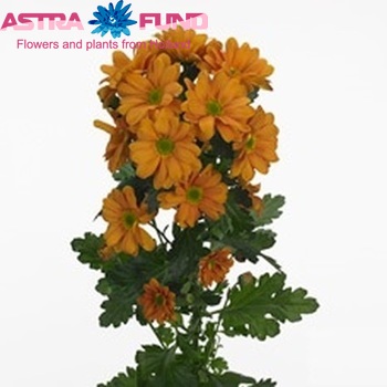 Chrysanthemum Indicum Grp tros Winnen Foto
