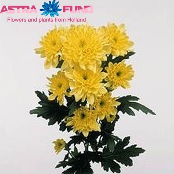 Хризантема индийская кустовая 'Zembla Yellow' фото