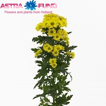 Хризантема индийская кустовая santini Allyellow фото