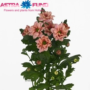 Chrysanthemum Indicum Grp tros santini Anne photo