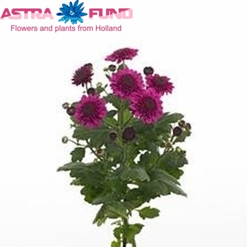 Chrysanthemum Indicum Grp tros santini Boogie Purple Foto