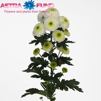 Chrysanthemum Indicum Grp tros santini Bovist foto