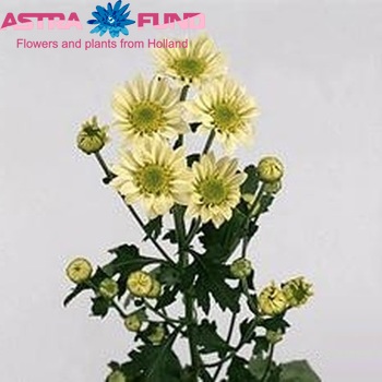 Chrysanthemum Indicum Grp tros santini 'Britney' photo