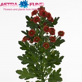 Chrysanthemum Indicum Grp tros santini 'Browny' zdjęcie