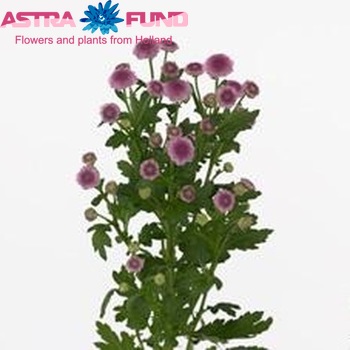 Chrysanthemum Indicum Grp tros santini Cadena Purple foto