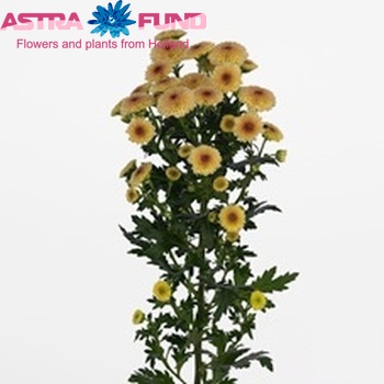 Chrysanthemum Indicum Grp tros santini Calimero Apricot фото