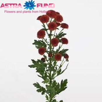 Chrysanthemum Indicum Grp tros santini Calimero Bronze foto