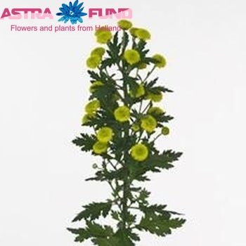 Chrysanthemum Indicum Grp tros santini Calimero Green фото