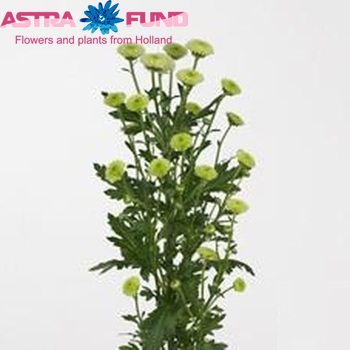 Chrysanthemum Indicum Grp tros santini Calimero Minty фото