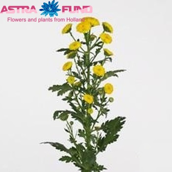 Chrysanthemum Indicum Grp tros santini Calimero Yellow фото